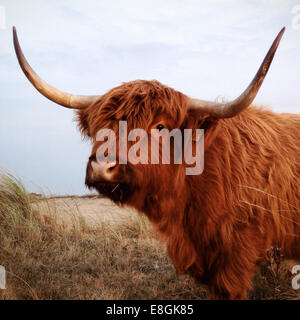 Highland cow standing dans un champ, Scheveningen, Pays-Bas Banque D'Images