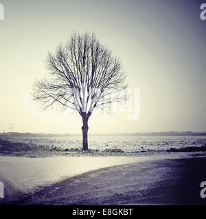 Arbre solitaire dans un champ en hiver, Pays-Bas Banque D'Images