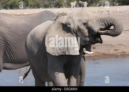 Portrait d'un éléphant au point d'eau potable, la Namibie Banque D'Images