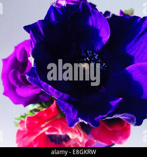Close-up de violet et rose fleurs anémone Banque D'Images