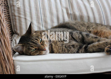 Cat lying on couch Banque D'Images