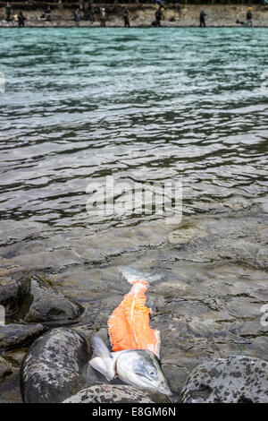 Saumon partiellement en filet flottant, rivière russe, Kenai, Alaska, États-Unis Banque D'Images