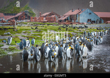 Le manchot royal (Aptenodytes patagonicus) Comité permanent entre les maisons à l'ancienne Stromness station baleinière, abandonné en 1965, le Roi Banque D'Images