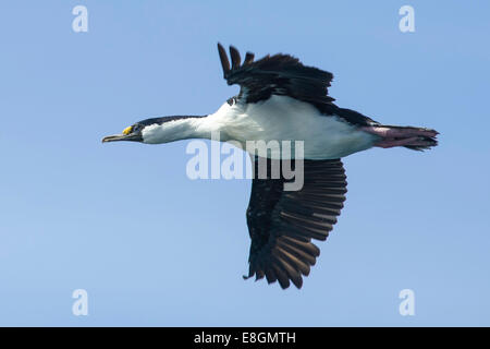 Blue-eyed Shag Shag ou impérial (Phalacrocorax atriceps), Géorgie du Sud et les îles Sandwich du Sud Banque D'Images