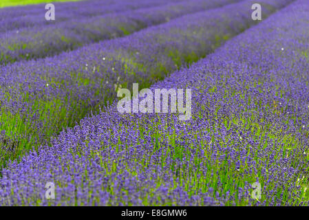La lavande (Lavandula sp.), la floraison champ de lavande, Angleterre, Royaume-Uni Banque D'Images