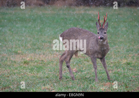 Le Chevreuil (Capreolus capreolus), buck avec bois propre, toujours de couleur rouge, au cours de neige, Bavière, Allemagne Banque D'Images