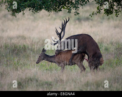 Red Deer (Cervus elaphus), couple accouplement, Copenhague, Danemark Banque D'Images