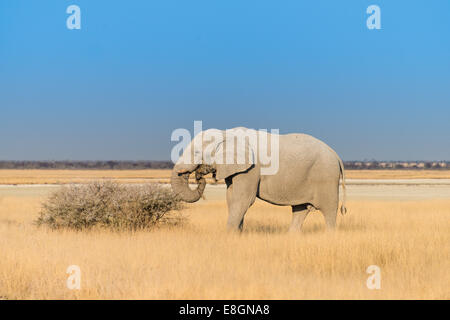 Alimentation éléphant mâle au bord de la cuvette d'Etosha, l'éléphant africain (Loxodonta africana), Etosha National Park, Namibie Banque D'Images