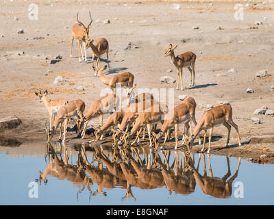 Troupeau d'impalas à face noire (Aepyceros melampus petersi), l'eau potable Chudop trou, Etosha National Park, Namibie Banque D'Images