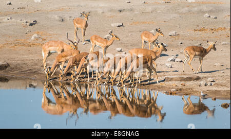 Troupeau d'impalas à face noire (Aepyceros melampus petersi), l'eau potable Chudop trou, Etosha National Park, Namibie Banque D'Images