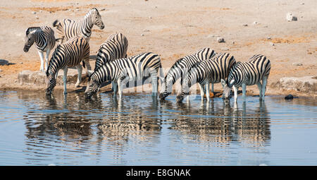 Troupeau de zèbres de Burchell (Equus burchellii), l'eau potable Chudop trou, Etosha National Park, Namibie Banque D'Images