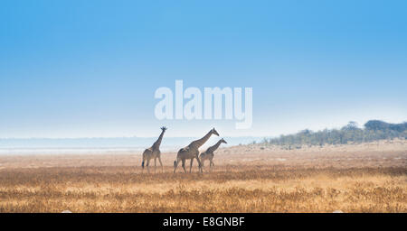 Trois girafes (Giraffa camelopardis) marche à travers l'herbe sèche, Etosha National Park, Namibie Banque D'Images