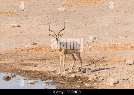 Face noir Impala (Aepyceros melampus petersi) Chudop, trou d'eau, Etosha National Park, Namibie Banque D'Images