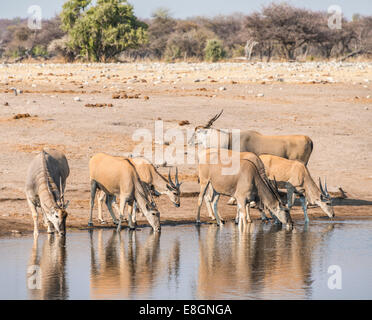 Troupeau d'élans (Taurotragus oryx), l'eau potable Chudop trou, Etosha National Park, Namibie Banque D'Images