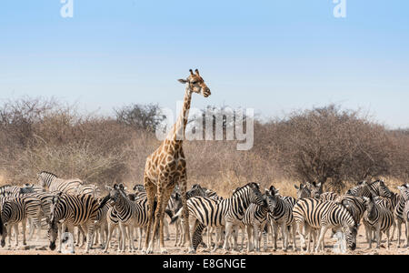 Girafe (Giraffa camelopardis) et Troupeau de zèbres de Burchell (Equus quagga burchellii) à l'Tsumcor trou d'eau Banque D'Images