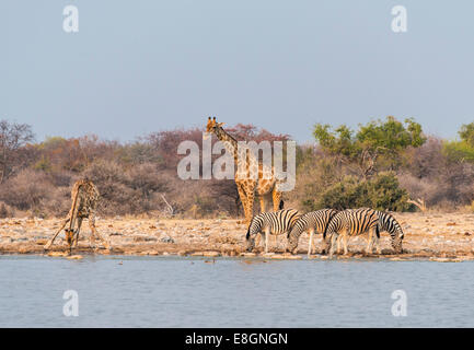 Girafe (Giraffa camelopardis) et de Burchell (Equus quagga burchellii Zebraa), Klein Namutoni trou d'eau, Etosha National Park Banque D'Images