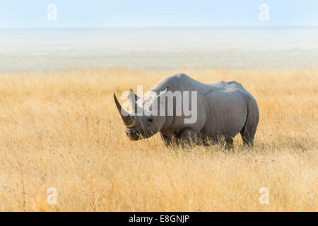 Le Rhinocéros noir (Diceros bicornis) le pâturage au bord de l'Etosha, Etosha National Park, Namibie Banque D'Images