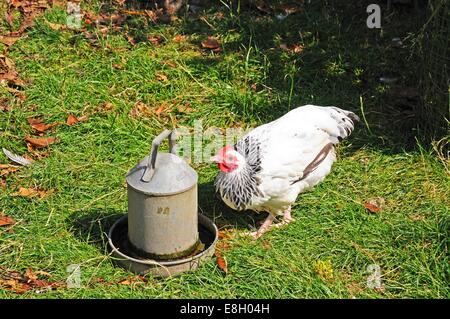 Free Range Light Sussex Bantam eau potable d'un récipient d'étain, England, UK. Banque D'Images