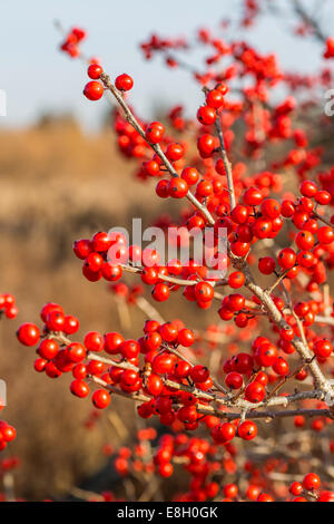 Ilex verticillata houx verticillé, le, est une espèce de houx indigène de l'Est de l'Amérique du Nord aux États-Unis et au Canada. Banque D'Images