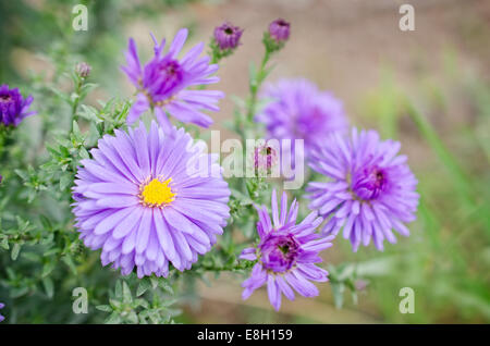 Petit chrysanthème bleu sont en fleurs dans le jardin Banque D'Images