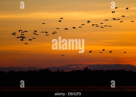 Une volée d'oiseaux en vol au dessus du marais bangweulu au coucher du soleil Banque D'Images