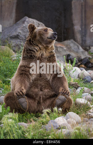 L'ours grizzli mâle adultes assis sur son extrémité arrière prenant ses pieds arrière Banque D'Images