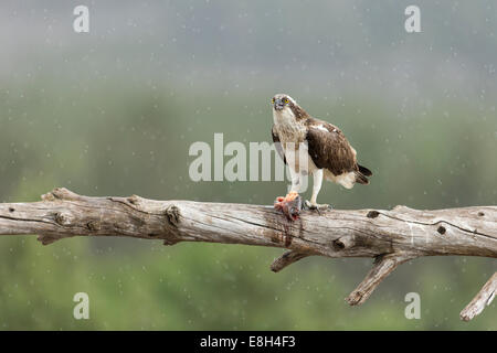 Balbuzard pêcheur (Pandion haliaetus) mâle adulte perché avec des poissons dans la pluie Banque D'Images