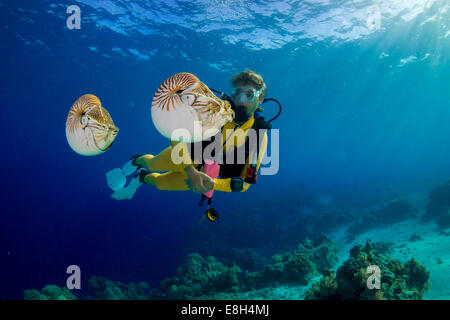 Océanie, Palaos, plongeur regardant Palau nautilusses belauensis, Nautilus, dans l'Océan Pacifique Banque D'Images