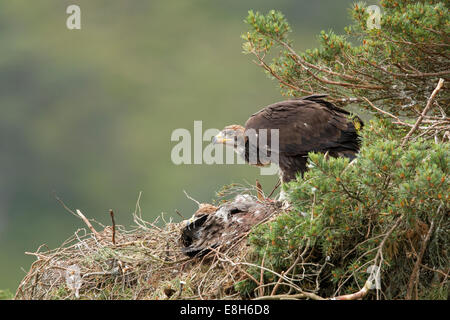 L'Aigle royal (Aquila chrysaetos) 9-10 semaines l'Eaglet in nest Banque D'Images