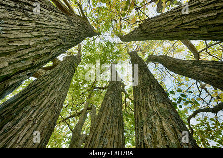 Belles nuances de vert jaune orange arbre Katsura Cercidiphyllum japonicum toffee apple tree ou arbre automne-Judas japonais Banque D'Images