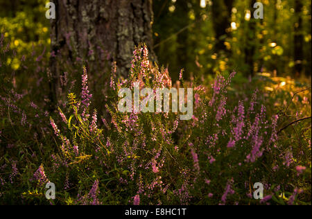 Fleurs violettes près d'un arbre dans la forêt Banque D'Images