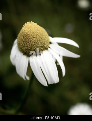 Portrait d'une fleur de camomille des Mer Banque D'Images