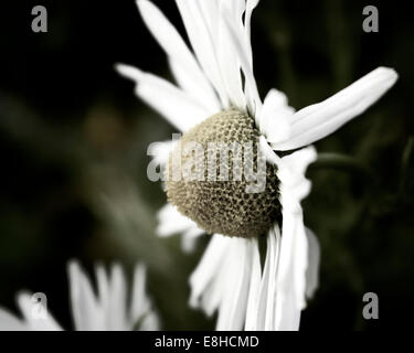 Portrait d'une fleur de camomille des Mer Banque D'Images