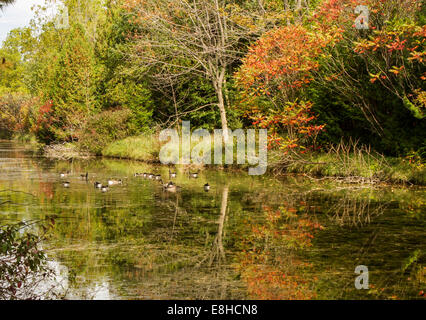 Volée d'Outardes en appui sur la rivière Ausable dans l'automne Banque D'Images