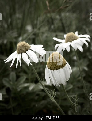 Fleurs de camomille des mer Banque D'Images