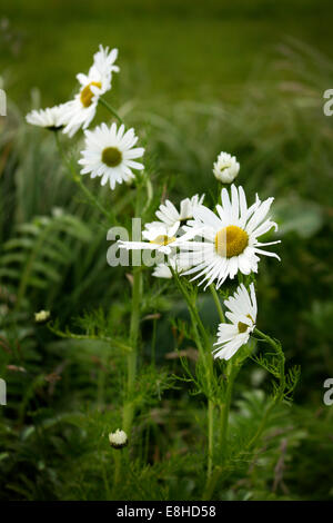 Fleurs de camomille des mer Banque D'Images