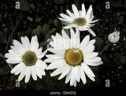 Fleurs de camomille des mer Banque D'Images