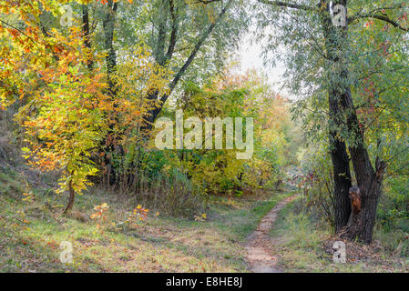 Forêt d'automne chemin entre l'érable, le chêne, le saule et le peuplier arbres dans une journée ensoleillée Banque D'Images