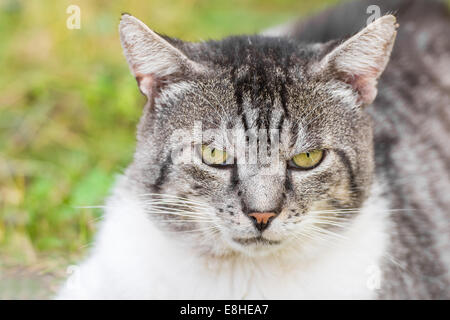 Portrait Chat grincheux Banque D'Images