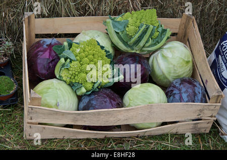 Les légumes frais de la ferme dans des caisses en bois Banque D'Images