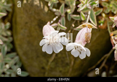 Silene uniflora Druetts Variagated Banque D'Images