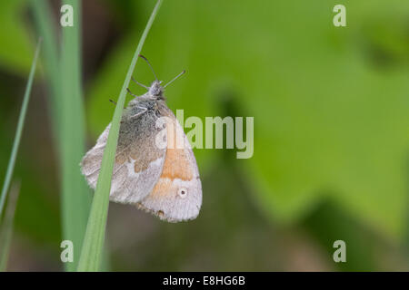 Ringlet commune perché sur un brin d'herbe. Banque D'Images