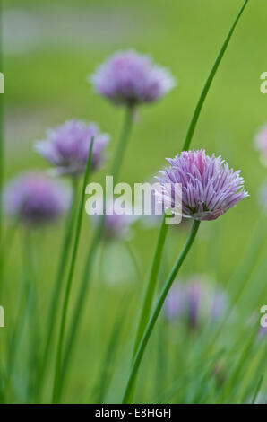 Allium schoenoprasum ou ciboulette en fleur. Banque D'Images