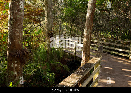 Sentier de promenade, tire-bouchon Swamp Sanctuary trail, Florida, USA Banque D'Images