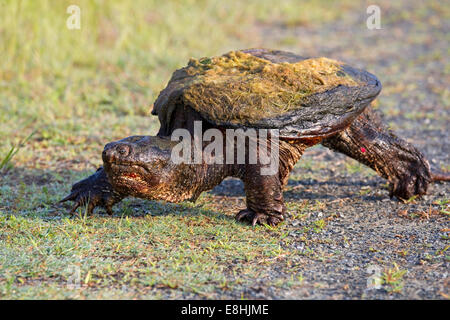 La tortue serpentine, Chelydra serpentina (s.), la marche entre étangs Banque D'Images