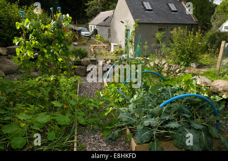 Une petite parcelle de terrain végétale composée de deux lits surélevés clos par un muret de pierres sèches dans le jardin d'une maison rurale Banque D'Images