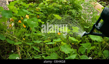 Arroser un potager bien garni en Ecosse Banque D'Images