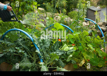 Arroser un potager bien garni en Ecosse Banque D'Images