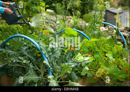 Arroser un potager bien garni en Ecosse Banque D'Images