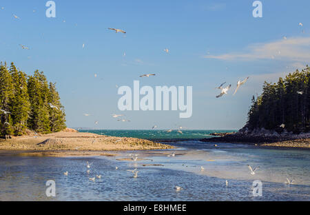 Océan Atlantique à l'Acadia National Park, Maine. Banque D'Images